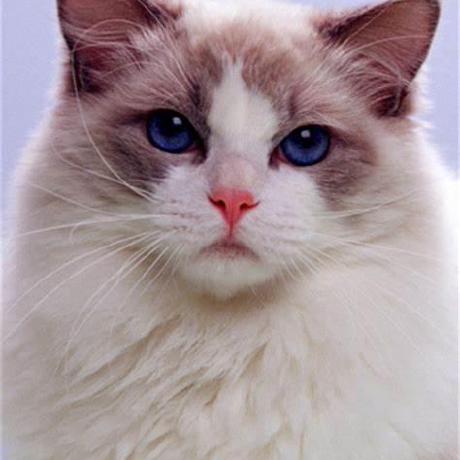 Github Muchen1978 Loong - Colorful Pictures - Creative Retina Collection