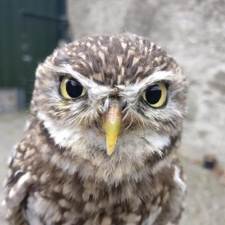 Magnushannibal Magnus Github - Premium Gradient Design Gallery - Desktop