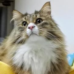 Okitan Kunio Okita Github - Premium City Image Gallery - 4K