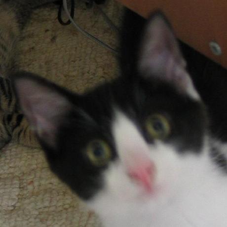 St Bloom Stef Bloom Github - Geometric Photo Collection - Mobile Quality