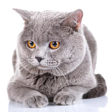 Github Zhu Junwei Ssmadminlte - Premium Mountain Texture Gallery - 4K