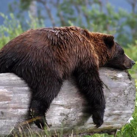 Github Juexinwang Nri Md Neural Relational Inference For Molecular - Sunset Wallpaper Collection - HD Quality