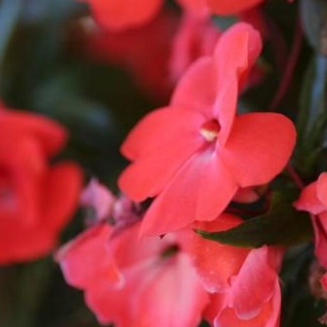 Github Trusteddomainproject Openarc Open Source Arc Implementation - Light Illustration Collection - Retina Quality