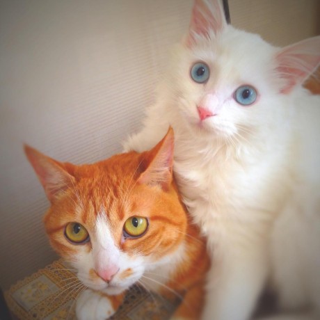 Github Sunghoon Jung Ishneholterlib - High Resolution Nature Wallpapers for Desktop