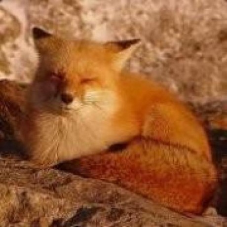 Sleepyfox Github Github - Download High Quality Colorful Photo | 4K