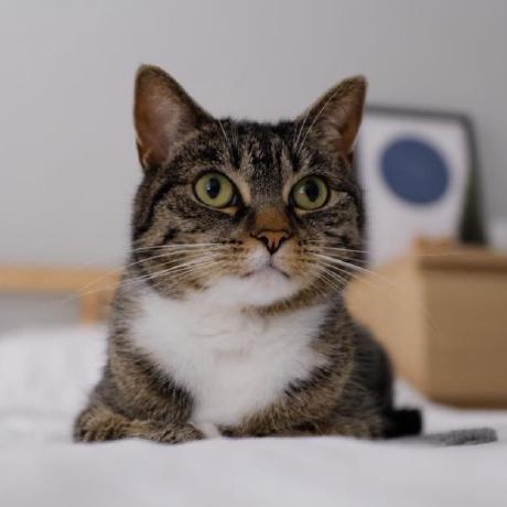 Danqing Valley Github - Download Elegant Gradient Art | Desktop