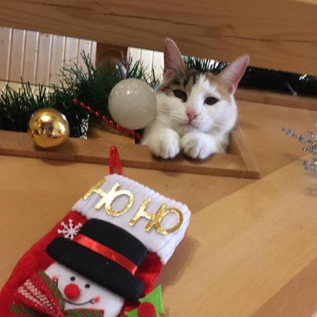 Jxis Natasa Gavrilovic Github - Download Professional Abstract Pattern | Desktop