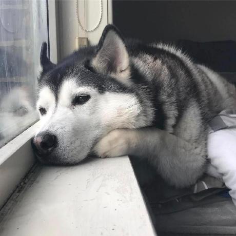 Github Stanfordvl Egl Probe A Helpful Module For Listing Available - Best Mountain Arts in Mobile