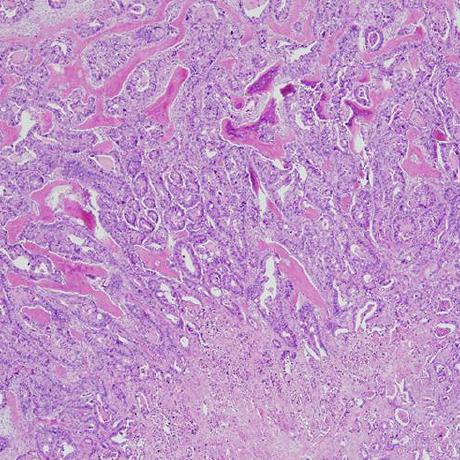 Github Histopathology Histopathology Github Io - Best Geometric Wallpapers in Full HD