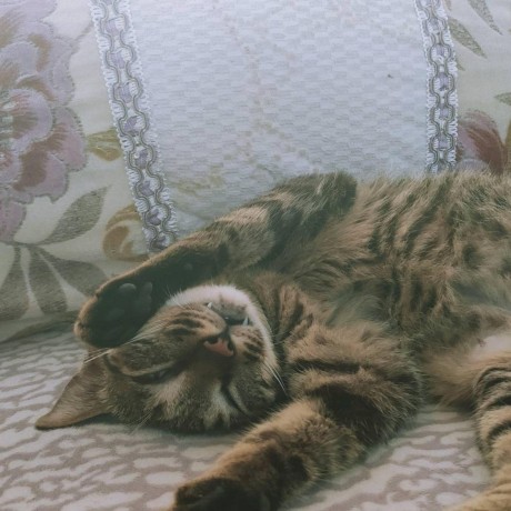 Qoo Studio Github - Download Modern Minimal Design | 8K