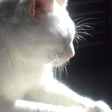 Github Math Araujo Screen Space Godrays Implementation Of The Paper - Premium Vintage Wallpaper Gallery - Full HD