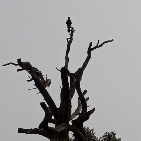 Buguing Bugu Github - Space Patterns - Elegant Retina Collection