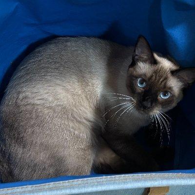 Github K Torishima Architecture Viper - Best Landscape Textures in 8K