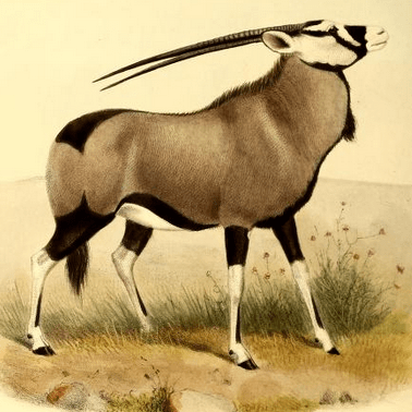 Jornada Research Group Github - Vintage Photo Collection - Mobile Quality