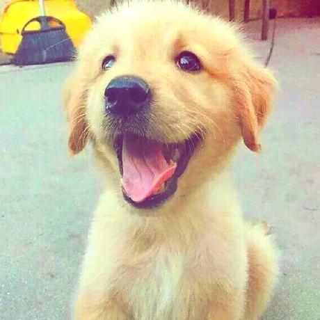 Github Xiaojinmao Code Dag V Net The Code Will Be Made Public Soon - Gorgeous Retina Light Designs | Free Download