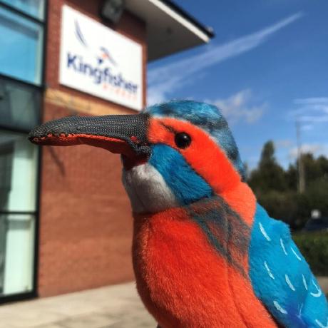 Kingfisher Journeys Github - Download Premium Nature Texture | Desktop