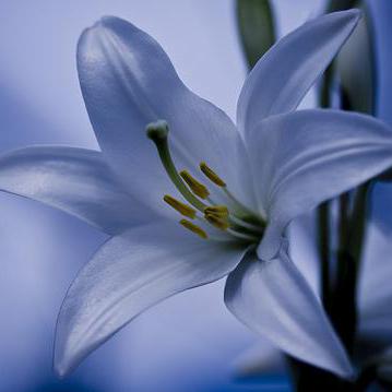 Sofia Kn Github - Full HD Minimal Patterns for Desktop