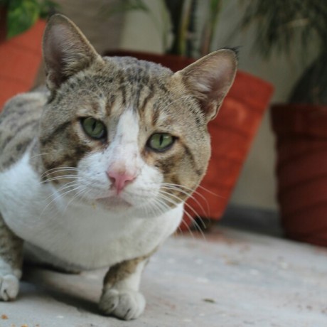 Sanchit3103 Sanchit Gupta Github - Amazing Geometric Background - Ultra HD