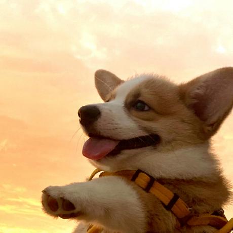 Doggybenk Doggy Benk Github - Landscape Patterns - Professional 4K Collection