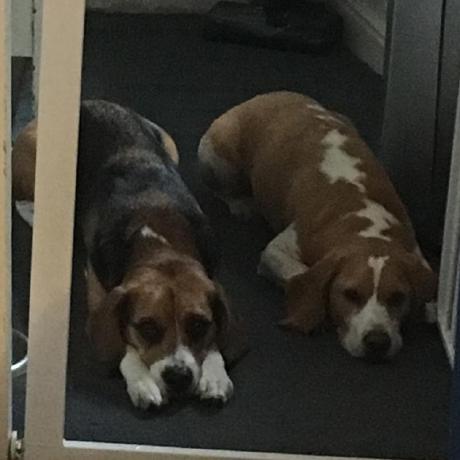 Davidpcahill David Cahill Github - Download Amazing Landscape Design | Desktop