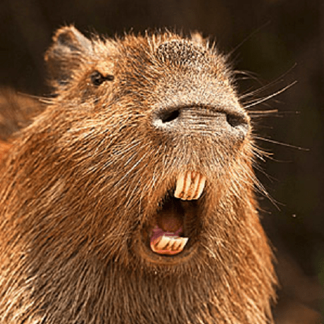 Reiya Reiya Github - Retina Colorful Backgrounds for Desktop