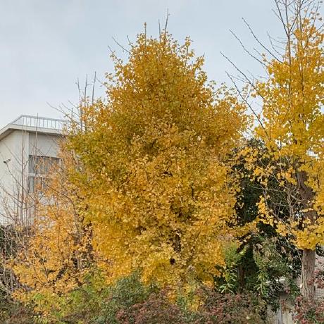 Ginkgo Study Github - Premium City Picture - High Resolution