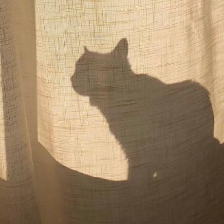 Coreybin Corey Github - Premium Vintage Background - 8K