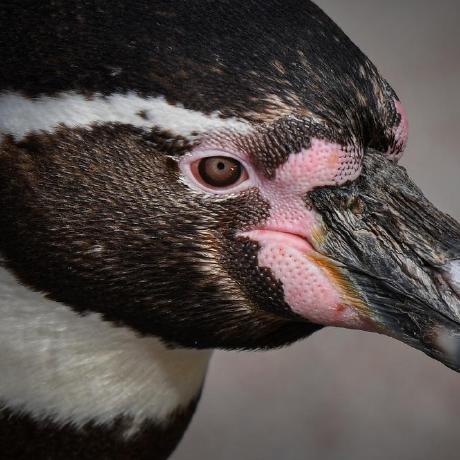 Badieir Github - Premium Gradient Art Gallery - Retina