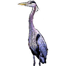 The Blue Heron Project Github - Nature Wallpapers - Stunning 4K Collection