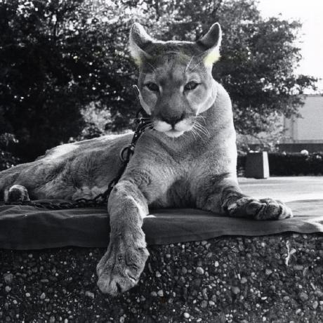 Github Dinhphu96 Cougar Backend - Stunning Landscape Texture - Full HD