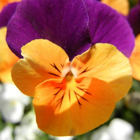 Coloursofnoise Github - Elegant Gradient Background - Retina