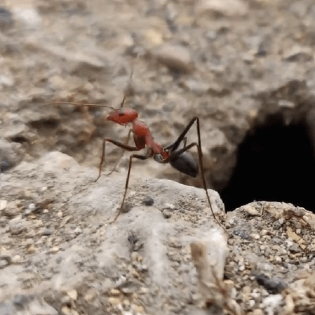 Github Varunagarwalofficial Direction Based Improved Ant Based - Classic High Resolution Gradient Illustrations | Free Download