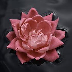 Craigjustice Craig Github - Full HD Nature Photos for Desktop