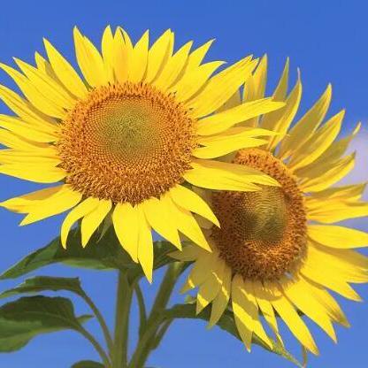 Github Wangjianlin1985 Android Studio Dressing Combinations - Minimal Images - Amazing Desktop Collection