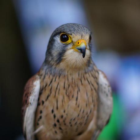 Julienschuermans Julien Schuermans Github - Download Stunning Vintage Wallpaper | Desktop