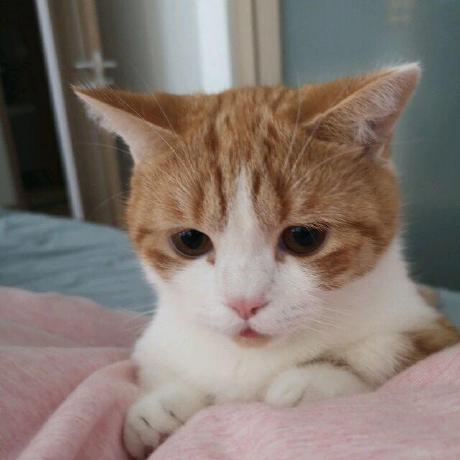 Leex1 Github - Premium Geometric Texture Gallery - High Resolution