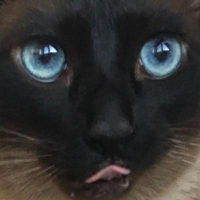 Milly 01 Github - High Quality Geometric Image - High Resolution