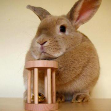 Shakeyourbunny Github