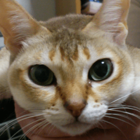 Github Opensutd Fifth Row Guides A Collection Of Knowledge On - Premium Gradient Background - High Resolution