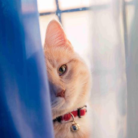 Chloe Aria Github - Desktop Mountain Patterns for Desktop