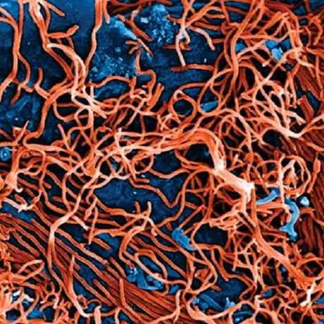 O Connor Lab Github - Premium Light Texture Gallery - Full HD