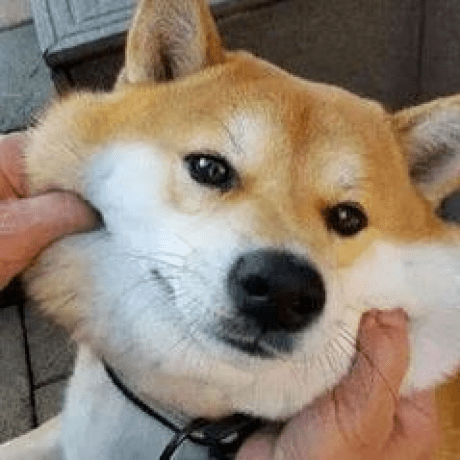 Momo2019 Momo Github - Dark Picture Collection - Mobile Quality