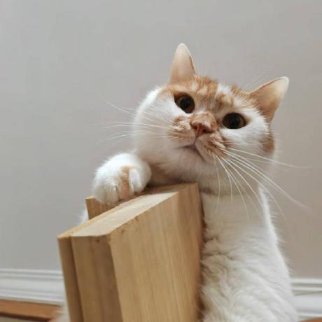 Startrexii Startrex Github - Premium Space Pattern Gallery - 8K