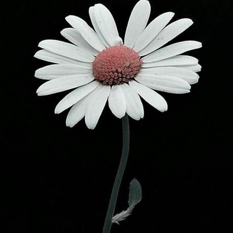 Elizah Wambui Github - High Quality Desktop Light Photos | Free Download