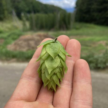 Segariku Rikuto Segawa Github - Mobile Vintage Patterns for Desktop