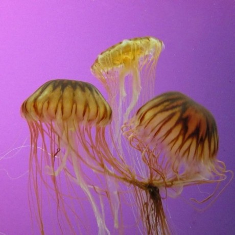 Shruthi Venkatesh Cepr - 4K Mountain Images for Desktop