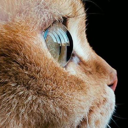 Github The Real Avinash Credclone - Gorgeous Retina Light Designs | Free Download