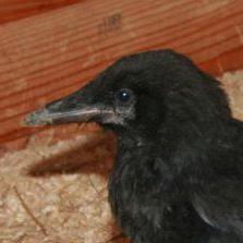 Smiling Creepers Minecraft Resource Pack - Best Sunset Pictures in Mobile