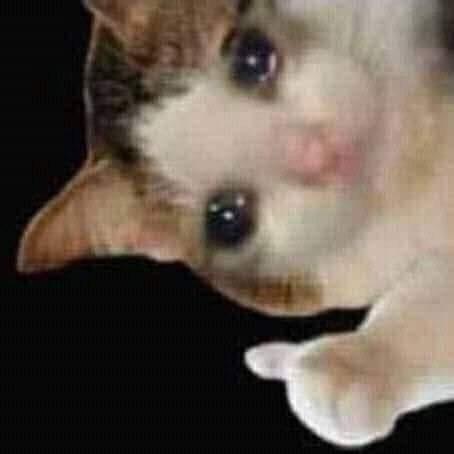 Coco Cat Github - Classic High Resolution Space Illustrations | Free Download