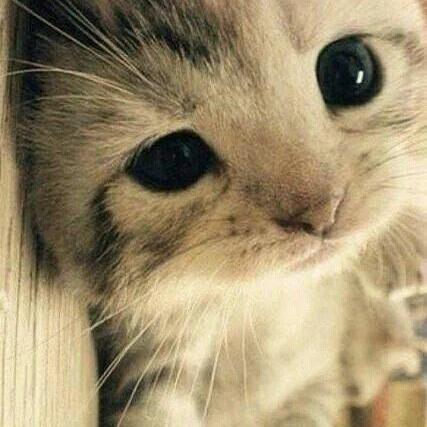 Github Williamngan Roll Roll And Scroll Tracking A Tiny - Perfect Ocean Picture - Retina